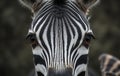 Intense Close-Up of Zebra\'s Face with Striking Stripes and Expressive Eyes Royalty Free Stock Photo