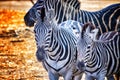 Close up photo of zebras in Bandia resererve, Senegal. It is wildlife animals photography in Africa. There is mother and her Royalty Free Stock Photo