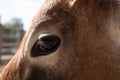 Close up photo of zebu eye