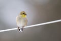 a American Goldfinch Winter Plumage with a blurred background Royalty Free Stock Photo