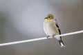 a American Goldfinch Winter Plumage with a blurred background Royalty Free Stock Photo