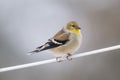 a American Goldfinch Winter Plumage with a blurred background Royalty Free Stock Photo