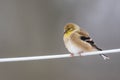 a American Goldfinch Winter Plumage with a blurred background Royalty Free Stock Photo