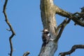 A close up photograph of the backside of a Great spotted woodpecker sitting on a branch of a grey dead tree. In hagaparken Solna S