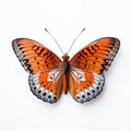 Close-up Photograph Of A Beautiful Orange And Blue Butterfly