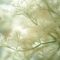 Closeup of dill flowers in the sunlight. Selective focus. Royalty Free Stock Photo