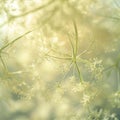 Closeup of dill flowers in the sunlight. Selective focus. Royalty Free Stock Photo