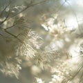 Closeup of dill flowers in the sunlight. Selective focus. Royalty Free Stock Photo