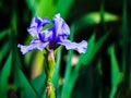 Close-up photograph of a Blue bearded Iris, Iris pallida, flower growing in a background garden during springtime. Royalty Free Stock Photo