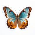 Close-up Photograph Of A Blue And Brown Butterfly On White Background Royalty Free Stock Photo