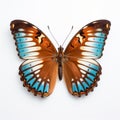 Close-up Photograph Of Blue And Brown Butterfly On White Background