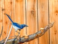 Close up photograph of a Blue Jay or Scrub Jay, Aphelocoma californica, in a garden setting. Royalty Free Stock Photo