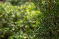 Close up photograph of a budding juniper evergreen tree or shrub with other shrubs blurred in background bokeh making a beautiful