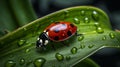 Seven Spot Ladybug