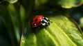 Seven Spot Ladybug