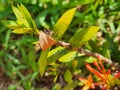 Vibrant Green Ixora Leaves: A Close-Up Botanical Portrait