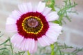 Chrysanthemum carinatum - Painted Daisy - Flower - Close up - Garden nursery - Botanical - Plants - Floristry