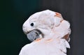 Preening Cockatoo Bird Close Up