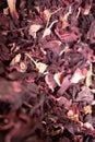 Close-up photograph of a collection of dried flower petals in the streets of Tel Aviv, Israel