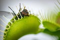 Close up bottle fly insect inside venus fly trap plant Royalty Free Stock Photo