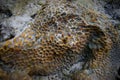 Close up of Underwater Coral Reef Stone - Abstract Texture - Marine Life