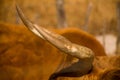 A close-up of a cow\'s horns Royalty Free Stock Photo