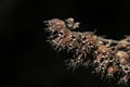 Close up photograph of dry flowers on the branch in the forest during the day