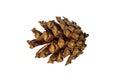 Close-up photograph of a dry pinecone Royalty Free Stock Photo