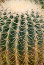 Echinocactus grusonii - Close up of Cactus Spines