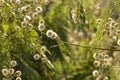 Feathery shrub with dandelion clocks in Oaxaca Mexico