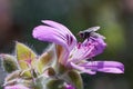 close-up photograph of a fly on rose geranium flower