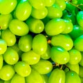 Close-up photograph of fresh Organic Green Grapes.