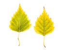 Close-up Photograph of front and backside of a withering autumnal birch tree leaf isolated on white background