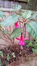 Fuscia Flowering in Winter Close-up Royalty Free Stock Photo