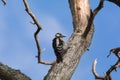 Great spotted woodpecker bird sitting on a branch of a dead tree.