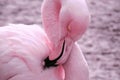 Pink Flamingo Preening Royalty Free Stock Photo