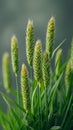 Close Up Photograph of Green Wheat Ears with Soft Background Nature and Agriculture Photography Highlighting Detail and Texture of Royalty Free Stock Photo