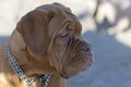 Close-up of the head of a dogue of bordeaux