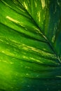 Close up photograph of a healthy green leaf with sun shining through Royalty Free Stock Photo