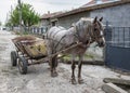 Beautiful grey horse in harness, close-up animal portrait with wagon Royalty Free Stock Photo