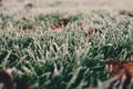 Frost on grass and leaves on a cold foggy winter morning in London, UK. Royalty Free Stock Photo