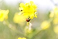 Close up photograph of a ladybug on a bright yellow wildflower with a softly blurred background. Selective focus and free space