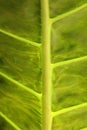 A close up photograph of a large araceae leaf showing its fresh green and yellow veins in beautiful details Royalty Free Stock Photo