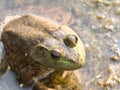 Close up photograph of a large male bull frog sitting on seaweed at the surface of water in a pond in Chicago Royalty Free Stock Photo