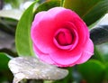 Close up of Camellia Japonica - Pink Wood Rose Flower with Green Leaves in Background Royalty Free Stock Photo