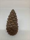 A Large Unopened Pine Cone on a White Background