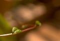 A close up photograph of a leaf of Malabar spinach creeper. Royalty Free Stock Photo
