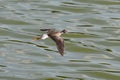 Lesser Yellowlegs shorebird in flight Royalty Free Stock Photo