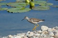 Lesser Yellowlegs shorebird walking along shore