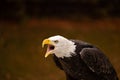 Close-up photograph of a majestic bald eagle, with its beak open